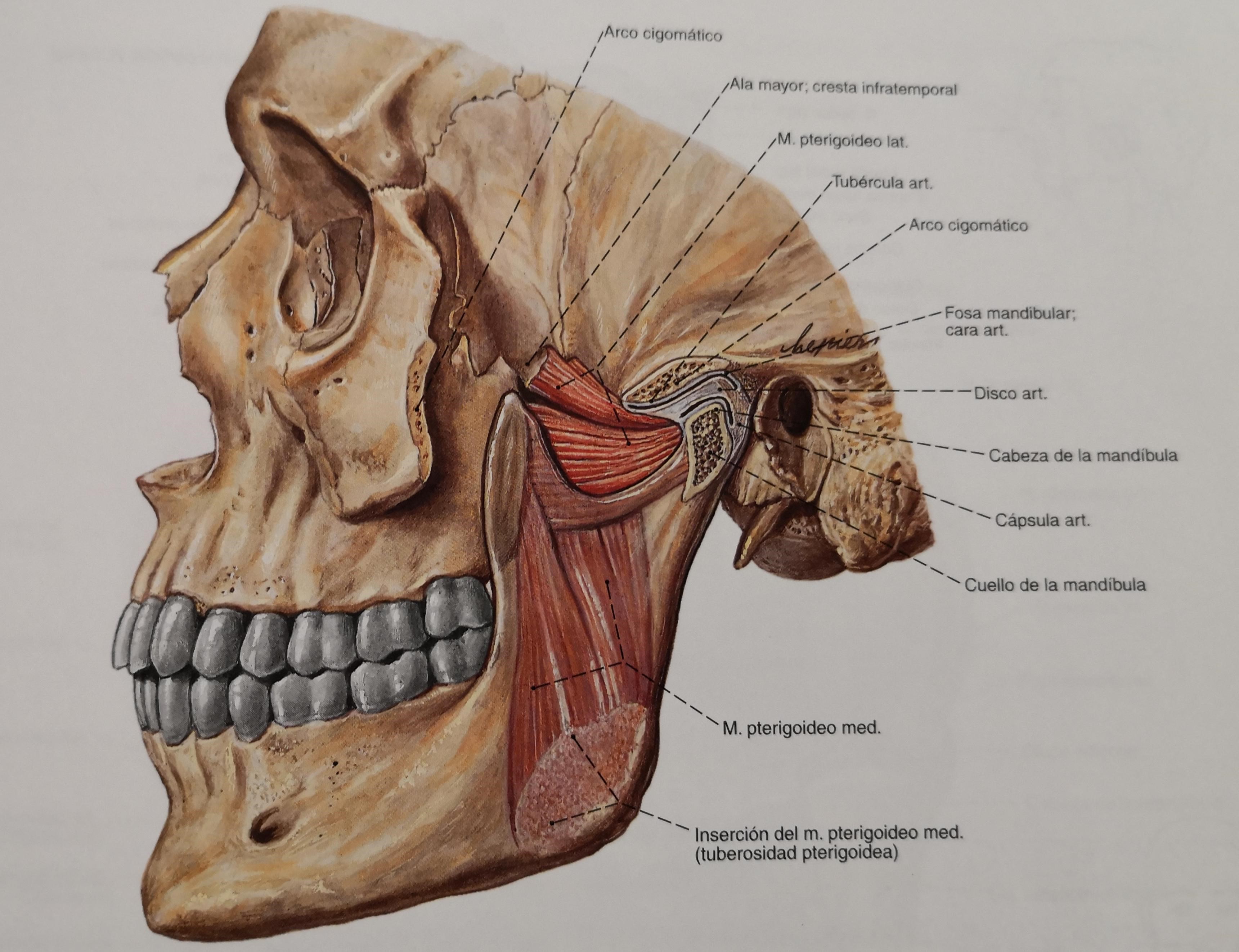 Diagrama De Anatomía De La Atm 1000x800